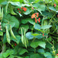 25 SCARLET RUNNER Pole BEAN Ornamental Red Flowers Phaseolus Vulgaris Vegetable Seeds