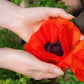 500 ORIENTAL RED Mix POPPY Papaver Orientale Flower Seeds