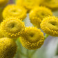 100 YELLOW TANSY Double Golden Buttons Fern Leaf Tanacetum Vulgare Flower Seeds