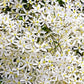 20 SWEET AUTUMN CLEMATIS Paniculata Fragrant White Flower Vine Seeds