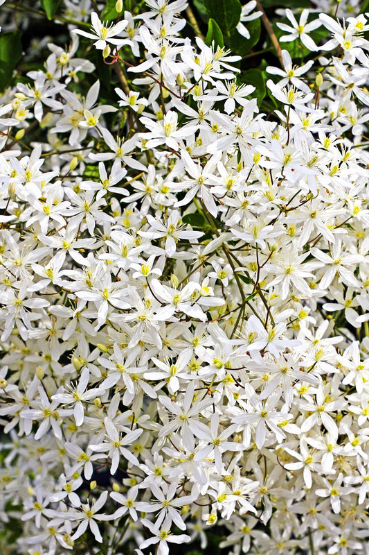 20 SWEET AUTUMN CLEMATIS Paniculata Fragrant White Flower Vine Seeds