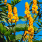 35 CANDLE BUSH Cassia Alata Senna Emperor's Candletree Empress Candlebush Candelabra Golden Ringworm Shrub Yellow Orange Flower Seeds