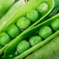 50 GREEN ARROW PEA Heirloom Shelling English Pisum Sativum Vegetable Seeds