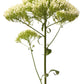 25 WHITE THROATWORT Trachelium Caeruleum Flower Seeds