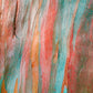 50 RAINBOW EUCALYPTUS Deglupta Gum Multicolor Bark Tree Seeds