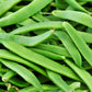 50 ROMA Italian GREEN BEAN Phaseolus Vulgaris Vegetable Seeds
