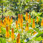 35 CANDLE BUSH Cassia Alata Senna Emperor's Candletree Empress Candlebush Candelabra Golden Ringworm Shrub Yellow Orange Flower Seeds