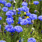 1000 Dwarf Blue BACHELORS BUTTON CORNFLOWER Centaurea Cyanus Flower Seeds