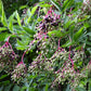 500 BULK American ELDERBERRY Fruit Bush Shrub Tree Sambucus Nigra Canadensis Seeds