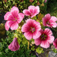10 VULCAN MALOPE Trifida / Mallowwort / Mallow Flower Seeds