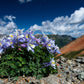 50 Blue ROCKY MOUNTAIN COLUMBINE Aquilegia Caerulea Flower Seeds