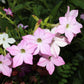 100 Heirloom MIXED COLORS NICOTIANA (Ornamental Flowering Tobacco) Nicotiana Alata Flower Seeds