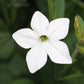 100 Organic WHITE NICOTIANA Flowering TOBACCO Nicotiana Alata Seeds