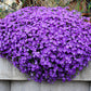 500 PURPLE ROCKCRESS Rock Cress Aubrieta Deltoidea Flower Seeds