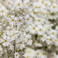 100 WHITE FAIRY PRIMROSE Primula Malacoides Baby Primrose Shade Houseplant Flower Seeds