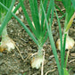 400 Texas EARLY GRANO ONION Large Sweet Yellow Allium Cepa Vegetable Seeds