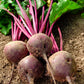 250 DETROIT Dark RED BEET Heirloom Beta Vulgaris Vegetable Seeds