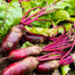 250 CYLINDRA BEET Beta Vulgaris Vegetable Seeds