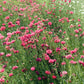 750 Red BACHELOR'S BUTTON / CORNFLOWER Centaurea Cyanus Flower Seeds