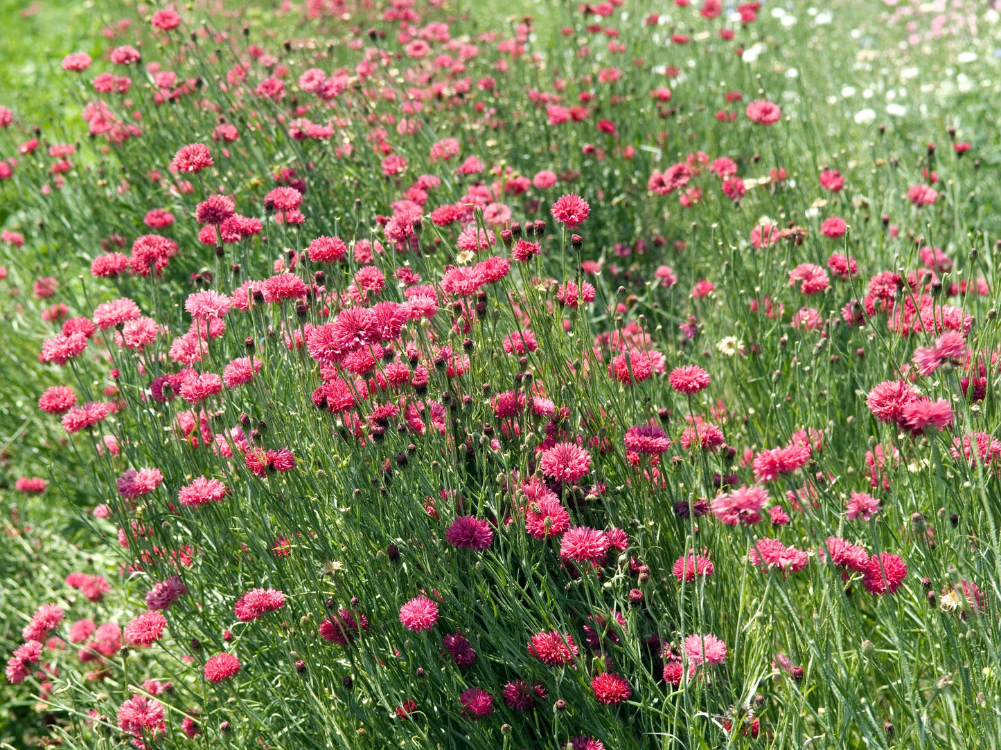 750 Red BACHELOR'S BUTTON / CORNFLOWER Centaurea Cyanus Flower Seeds