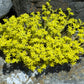 200 GOLDEN CARPET SEDUM Acre Gold Moss Stonecrop Flower Seeds