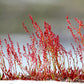 100 SHEEP SORREL Rumex Acetosella Red Field Sorrel Sour Weed Herb Flower Seeds
