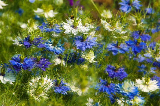 400 Blue & White LOVE IN A MIST Nigella Damascena Fennel Flower Seeds