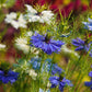 400 Blue & White LOVE IN A MIST Nigella Damascena Fennel Flower Seeds