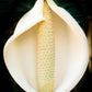 5 Organic SPLIT LEAF PHILODENDRON Monstera Deliciosa Swiss Cheese Plant Vine Seeds