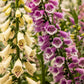 1000 DWARF FOXY MIX FOXGLOVE Digitalis Purpurea Flower Seeds