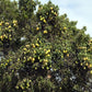 25 EUROPEAN PEAR TREE Pyrus Communis Fruit Seeds - White Flowers / Green Fruit