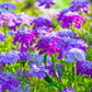 2000 TALL MIX CANDYTUFT Iberis Umbellata Mixed Colors Ground Cover Flower Seeds