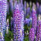100 PERENNIAL LUPINE Blue Violet Lupinus Perennis Wild Lupine Sundial Purple Native Hummingbird Flower Seeds