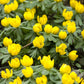 10 WINTER ACONITE Eranthis Hyemalis Yellow Sun Shade Flower Seeds