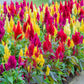 150 Mixed PAMPAS PLUMES COCKSCOMB Celosia Plumosa Flower Seeds