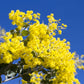 10 GOLDEN MIMOSA Acacia Baileyana Yellow Wattle Tree Flower Seeds