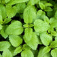 1500 LEMON BALM Melissa Officinalis Lemonbalm Fragrant Herb / Flower Seeds