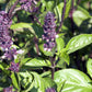 1000 CINNAMON BASIL Ocimum Basilicum HERB Flower Seeds