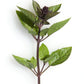 1000 CINNAMON BASIL Ocimum Basilicum HERB Flower Seeds