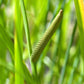 250 SWEET FLAG GRASS Wetland Pond Acorus Calamus Ornamental Seeds