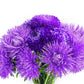 30 VIOLET Purple NEEDLE ASTER Callistephus Chinensis Unicom Flower Seeds