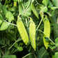 50 Oregon SUGAR POD II Pea Pisum Sativum Macrocarpon Vegetable Seeds