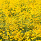 1000 DAHLBERG DAISY Thymophylla Tenuiloba Yellow Flower Seeds - aka Golden Fleece, Gold Carpet,  Shooting Star