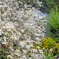 20 SWEET AUTUMN CLEMATIS Paniculata Fragrant White Flower Vine Seeds