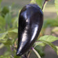 40 Organic PURPLE JALAPENO PEPPER Capsicum Annuum Hot Mexican Chili Vegetable Seeds