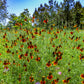 500 MEXICAN HAT Ratibida Columnaris Columnifera Red & Yellow Native Flower Seeds