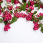 25 RED FLOWERING CURRANT Ribes Sanguineum aka Blood Currant Edible Fruit Blue Black Berries Shrub Seeds