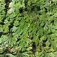 Live RESURRECTION PLANT Rose of Jericho Dinosaur Fern Miracle Air Houseplant