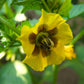 50 PINEAPPLE TOMATILLO Yellow Ground Cherry Physalis Ixocarpa Fruit Vine Seeds