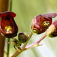 1000 EASTERN FIGWORT (Late Figwort / Carpenters Square) Scrophularia Marilandica Flower Seeds